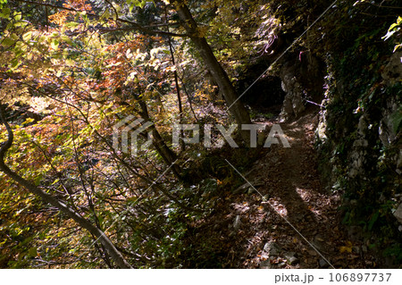 黄葉紅葉秋の黒部峡谷水平歩道トレッキング 黄葉紅葉秋の黒部峡谷水平歩道トレッキング 106897737