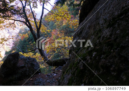 黄葉紅葉秋の黒部峡谷水平歩道トレッキング 黄葉紅葉秋の黒部峡谷水平歩道トレッキング 106897749