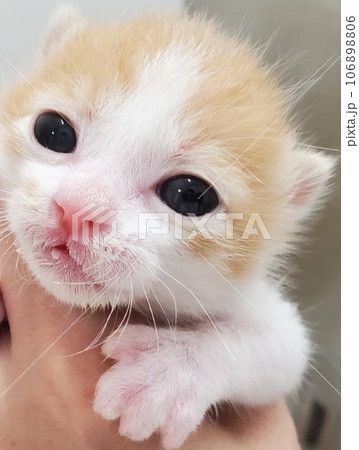 子猫　赤ちゃん　ペット　かわいい　イケメン　肉球　猫　ネコ 106898806