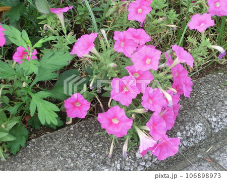 ペチュニアの桃色花 106898973