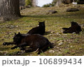 日向ぼっこする猫 106899434