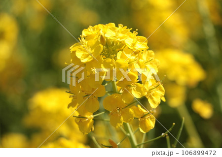 城ケ島の菜の花　 106899472