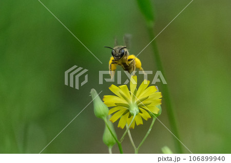大きな花粉団子を抱えたヒメハナバチ 大きな花粉団子を抱えたヒメハナバチ 106899940