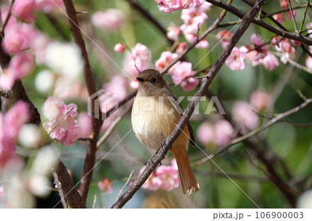 梅の枝に止まるジョウビタキのメス 梅の枝に止まるジョウビタキのメス 106900003