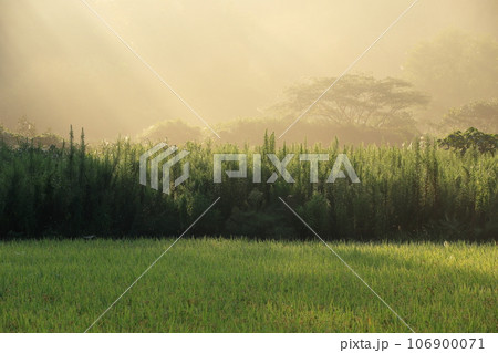 霧と木洩れ日が美しい島根県の秋の田園風景 106900071