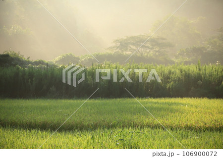 手前ピント_霧と木洩れ日が美しい島根県の秋の田園風景 106900072