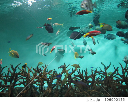 水中の可愛い生き物 水中の可愛い生き物 106900156