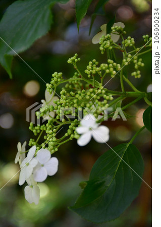 先始めの紫陽花の花 先始めの紫陽花の花 106900234