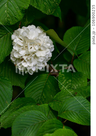 緑の葉の中の一輪のオオテマリの花 緑の葉の中の一輪のオオテマリの花 106900235