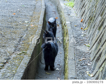 神社に住む黒猫の地域猫 106900278