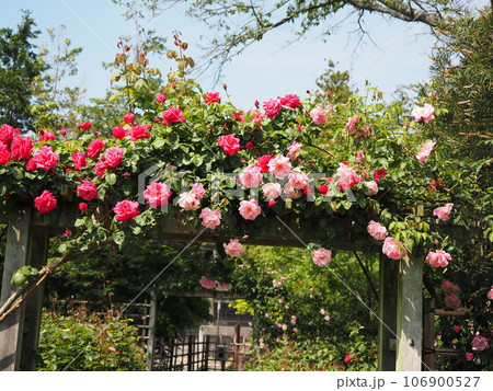 薔薇の花 106900527