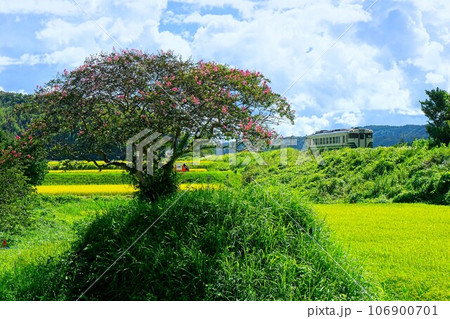 サルスベリの花とレトロ列車 小湊鉄道 上総久保駅 サルスベリの花とレトロ列車 小湊鉄道 上総久保駅 106900701