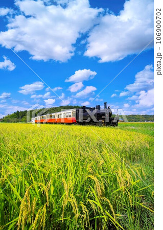 実る稲の田んぼとトロッコ列車　小湊鉄道　上総鶴舞駅 106900702