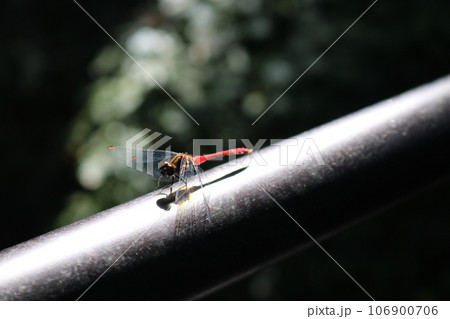 羽を休める赤とんぼ 106900706