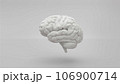 脳　白モデル 106900714