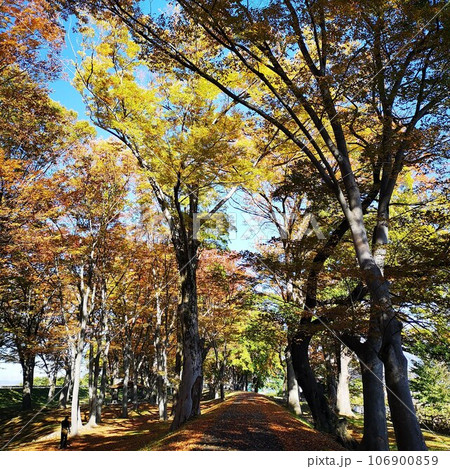 公園 初秋 公園 初秋 106900859