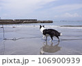 夏の海岸を歩く犬 106900939
