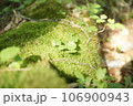 苔の上に生える小さな芽 106900943