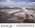 海岸の流木 106900944