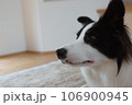 考えるボーダーコリー 106900945