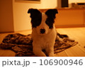 伏せる犬 106900946