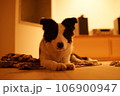 伏せる犬 106900947