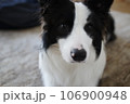 見つめる犬 106900948