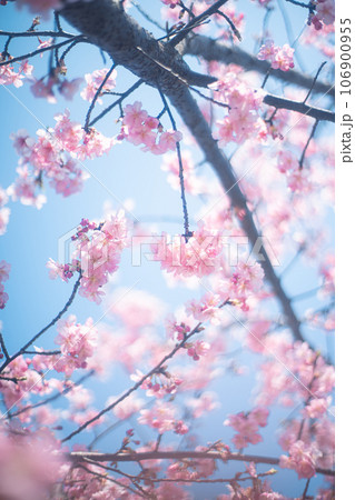 河津桜と空 河津桜と空 106900955