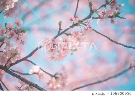 河津桜と空 河津桜と空 106900956