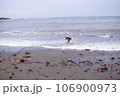海ではしゃぐ犬 106900973