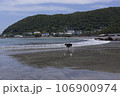 海ではしゃぐ犬 106900974