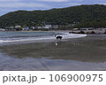 砂浜を歩く犬 106900975