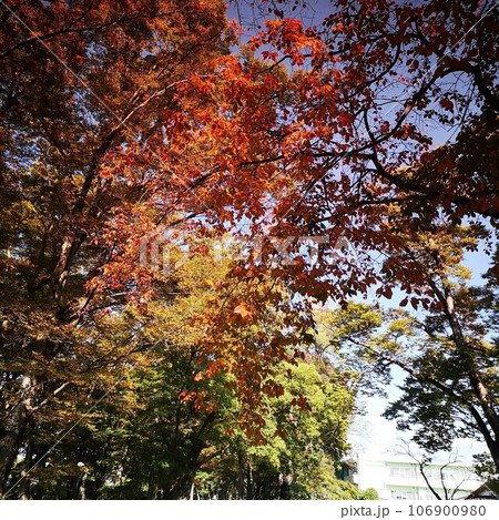 公園 初秋 公園 初秋 106900980