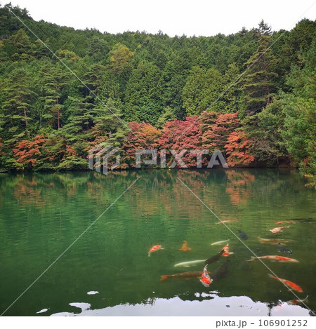 紅葉　南伊奈ヶ湖 106901252