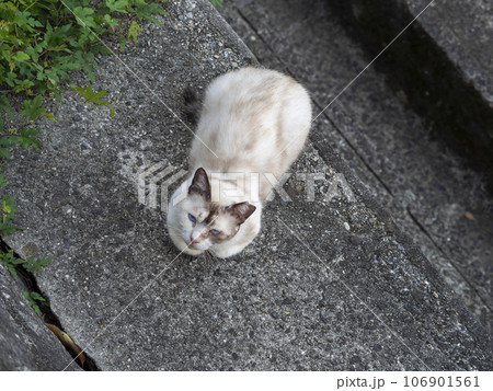 石垣の上で休む地域猫 106901561