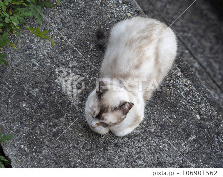 石垣の上で休む地域猫 石垣の上で休む地域猫 106901562