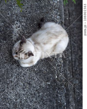 石垣の上で休む地域猫 106901563