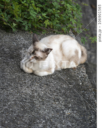石垣の上で休む地域猫 石垣の上で休む地域猫 106901565