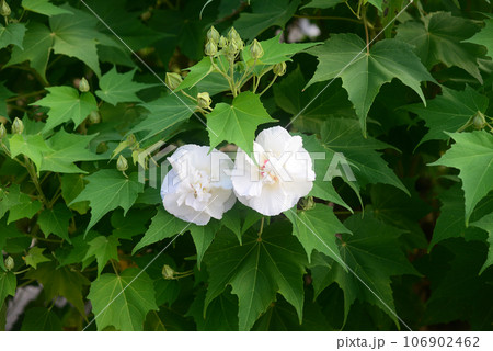 持光寺庭の芙蓉の花 106902462