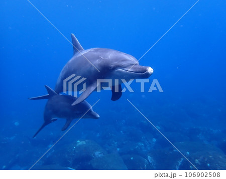 御蔵島のイルカ 106902508