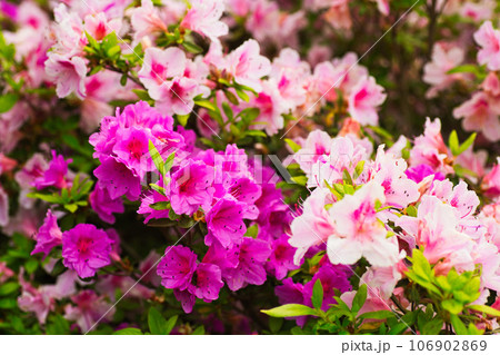 綺麗に咲く満開のツツジ 106902869
