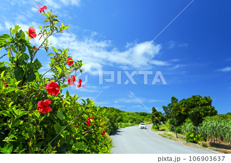のんびり沖縄ドライブ のんびり沖縄ドライブ 106903637