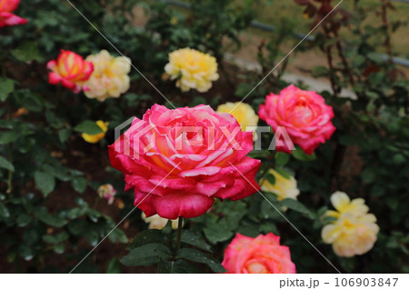 荒尾市 おもやい市民花壇 バラの花、 荒尾市 おもやい市民花壇 バラの花、 106903847