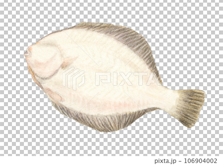 Flatfish (back) watercolor pencil fish illustration 106904002