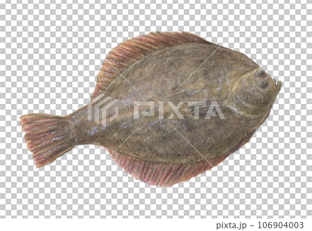 Flatfish (front) watercolor pencil fish illustration 106904003
