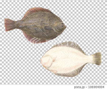 Flatfish (both sides) watercolor pencil fish illustration 106904004