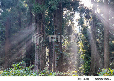 神秘的な杉の森 106904063