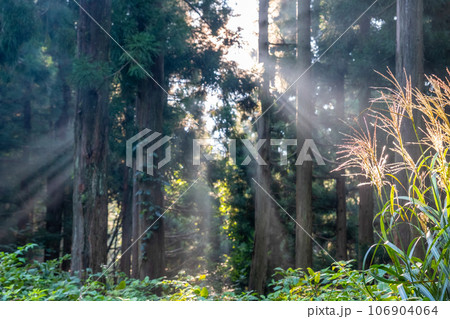 神秘的な杉の森 神秘的な杉の森 106904064
