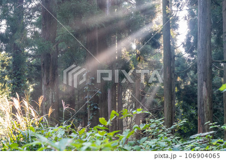 神秘的な杉の森 106904065