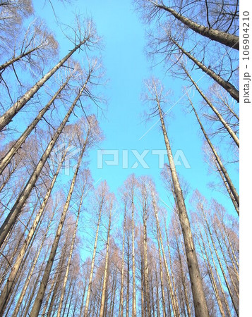 春の水元公園のメタセコイア林風景 春の水元公園のメタセコイア林風景 106904210